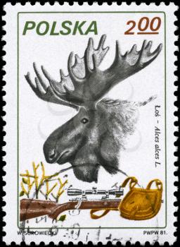POLAND - CIRCA 1981: A Stamp printed in POLAND shows image of a Moose, Rifle and Pouch with the description Alces alces L., series, circa 1981