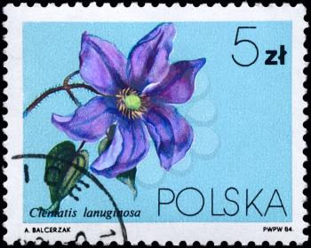 POLAND - CIRCA 1984: A Stamp shows image of a Clematis lanuginosa, series, circa 1984