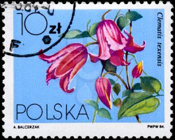 POLAND - CIRCA 1984: A Stamp shows image of a Clematis texensis, series, circa 1984