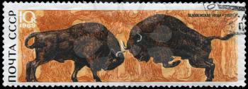 USSR - CIRCA 1969: A Stamp printed in USSR shows image of a Fighting Bison from the series Belovezhskaya Forest reservation, circa 1969