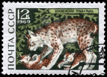 USSR - CIRCA 1969: A Stamp printed in USSR shows image of a Lynx and Cubs from the series Belovezhskaya Forest reservation, circa 1969