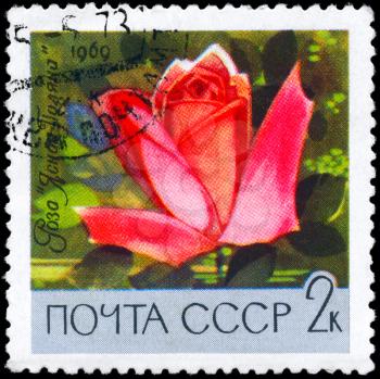 USSR - CIRCA 1969: A Stamp printed in USSR shows image of a Rose with the description Yasnaya Polyana Rose, series, circa 1969
