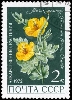 USSR - CIRCA 1972: A Stamp printed in USSR shows the Yellow Hornpoppy, with the description Glaucium flavum, from the series Medicinal Plants, circa 1972