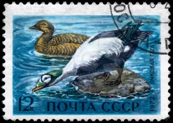 USSR - CIRCA 1972: A Stamp printed in USSR shows image of a Spectacled Eiders from the series Waterfowl of the USSR, circa 1972