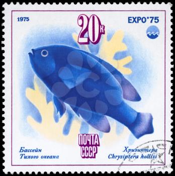 USSR - CIRCA 1975: A Stamp printed in USSR shows image of a Chrysiptera with the description Pacific Ocean - Chrysiptera hollisi from the series Oceanexpo 75 Emblem, circa 1975