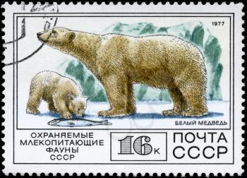 USSR - CIRCA 1977: A Stamp printed in USSR shows image of a Polar Bear and Cub from the series Protected Fauna, circa 1977