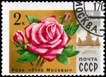 USSR - CIRCA 1978: A Stamp printed in USSR shows the Rose Moscow morning and Lomonosov University, from the series Moscow Flowers, circa 1978