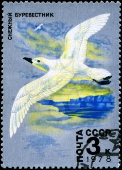 USSR - CIRCA 1978: A Stamp printed in USSR shows image of a Whitewinged Petrel from the series Antarctic Fauna, circa 1978