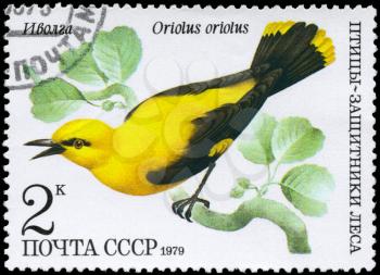 USSR - CIRCA 1979: A Stamp shows image of a Golden Oriole with the inscription Oriolus oriolus from the series Birds - defenders of forest, circa 1979