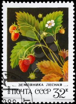 USSR - CIRCA 1982: A Stamp printed in USSR shows image of a Strawberries, series, circa 1982