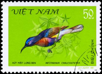 VIETNAM - CIRCA 1981: A Stamp shows image of a Bird with the inscription Nectarinia chalcostetha from the series Nectar-sucking Birds, circa 1981