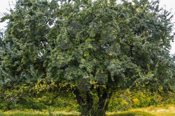 Countryside landscape with old pear tree