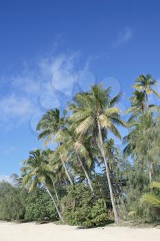 Royalty Free Photo of Palm Trees in Fiji