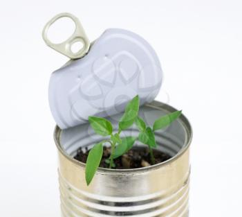Royalty Free Photo of a Plant in a Can