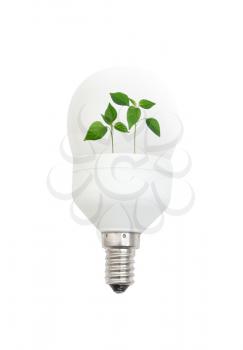 Royalty Free Photo of a Plant in a Light Bulb