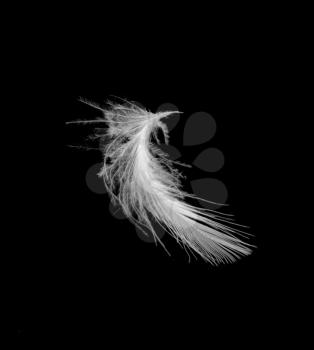 Royalty Free Photo of a Feather