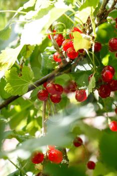Royalty Free Photo of a Bush With Red Currants