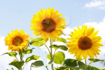 Royalty Free Photo of Sunflowers