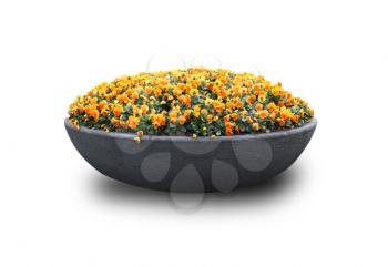 Flowers in a huge pot