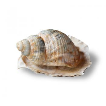 Conch on white