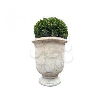 Potted plant on white
