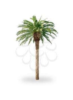 Palm tree isolated on white