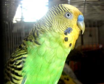 Parakeet Stock Photo