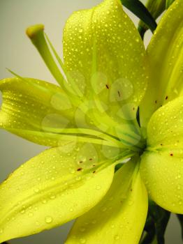 Royalty Free Photo of a Closeup of a Lily
