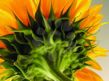 Royalty Free Photo of the Back of a Black-Eyed Susan