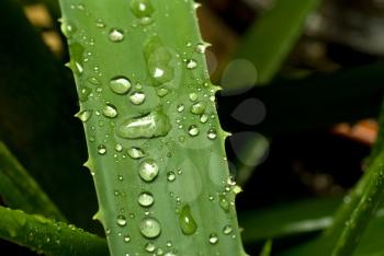 vivid green aloe vera plant after rain  close up