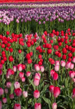 colorful tulips flowers field in springtime with low sun 