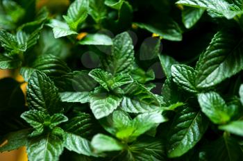 vibrant green fresh mint plant closeup macro 
