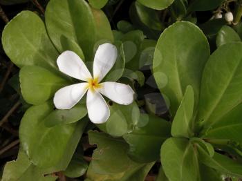 Royalty Free Photo of a White Plumeria Flower