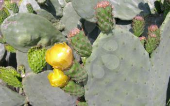Royalty Free Photo of a Prickly Pear Cactus