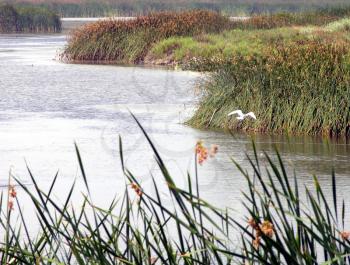 Royalty Free Photo of a Bird in the Wetlands