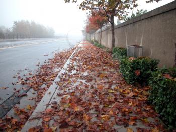 Royalty Free Photo of a Street Full of Leaves