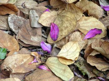 Royalty Free Photo of Coloured Leaves and Petals