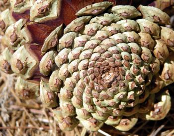 Royalty Free Photo of a Pine Cone