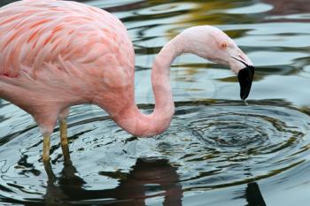 Royalty Free Photo of a Flamingo