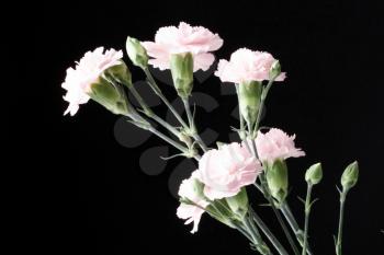 Royalty Free Photo of Pink Carnations