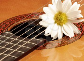 Royalty Free Photo of a Flower on a Guitar