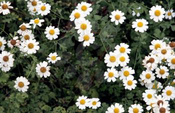 Royalty Free Photo of a Garden of Daisies