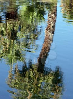 Royalty Free Photo of Palm Trees