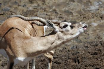 Royalty Free Photo of Goitered Gazelles