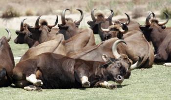 Royalty Free Photo of a Herd of Indian Guar