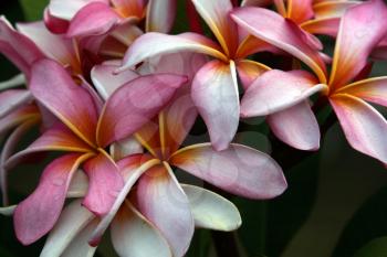 Royalty Free Photo of Plumeria Flowers