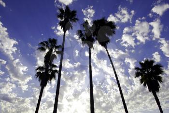 Royalty Free Photo of Palm Trees