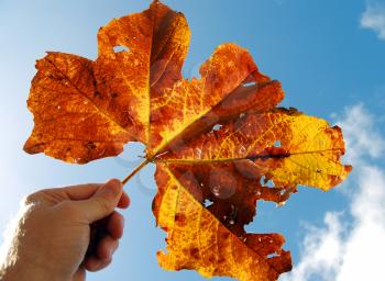 Royalty Free Photo of a Person Holding an Autumn Leaf