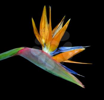 Royalty Free Photo of a Bird of Paradise Flower