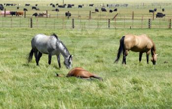 Royalty Free Photo of Horses